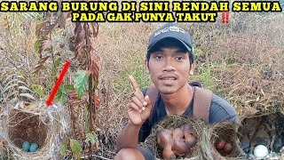 Mencari sarang burung di lokasi rawa memang gak pernah zonk‼️