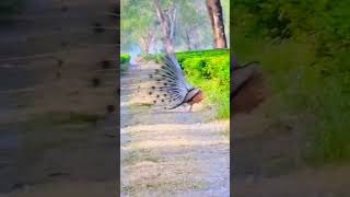 #peacock #dance #peacockbeauty #bird