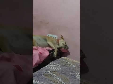 Funny Comedy Doglover Cutedog Cute Goldenretreivers Comedyfilms