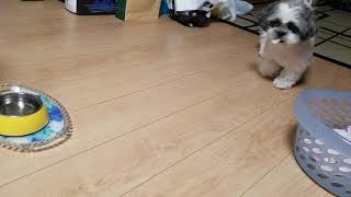 自分の寝床を猫に占領される犬