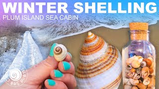 AMAZING Winter Shelling | Frozen Beach Hunt! | Shelling Icy New England | Plum Island Massachusetts