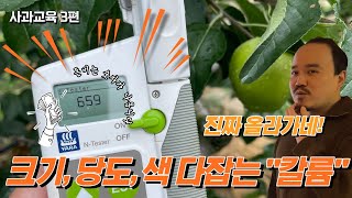 사과에는 칼륨이 중요한데 아직도 염화가리 쓰세요? | 사과재배 교육 3편 | 농사 100단