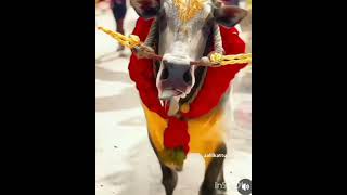 #jallikattu  #kalai