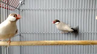 Is Now The Right Time To Invest In Fawn Java Sparrow.