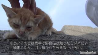 子猫を無理やり捕まえて嫌がる事をしてみたI tried to do what you hate to catch a kitten 2014.7.2 【瀬戸の野良猫日記】