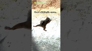 【東山動植物園公式】リスのお昼寝スタイル《 ニホンリス　リス 》 #short