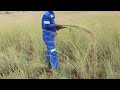 man cutting thatch grass