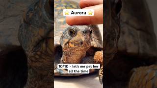 Rating My Turtle’s Shyness PT. 1!🐢 #shorts #turtle #boxturtle #funny #rating #vortexturtles #fypシ゚