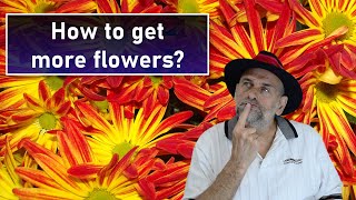 What Makes Plants Flower - And How Do You Get More Blooms?