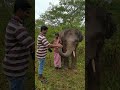 chanthu 🐘 in muthanga wayanad