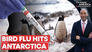 Scientists Confirm Cases of Bird Flu in Mainland Antarctica for First Time | Firstpost America