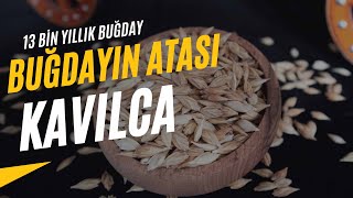 Buğdayın Atası, Ardahan Kavılca Buğdayı