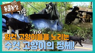 빵돔하우스 암컷 고양이들을 노리는 ‘밤하늘’의 정체! I TV동물농장 (Animal Farm) | SBS Story