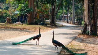 ชมป่าธรรมชาติ เขตอนุรักษ์น้ำตกเขาสอยดาว อ.สอยดาว จ.จันทบุรี