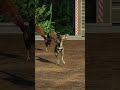 Oviraptor release animation - JWE2