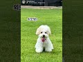 만두tv 외모체크 강아지브이로그 말티푸 7개월강아지 maltipoo 애견카페