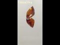 7.85cts gomed stone certified gomed hessonite ceylone gomed gemstone certified natural hessonite