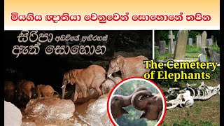 Elephant cemetery/අලි ඇත් සොහොනක හුදකලා වීම./#elephant#/#SriLanka#/#wildElephent#