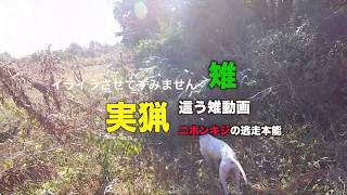 【雉猟】這うキジを追ったよ。