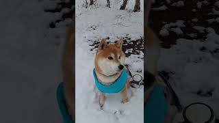 柴犬ポンちゃんと柴ねこコウタン　雪ん歩中の母ちゃんのいたずら🤣