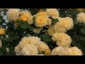 2014 国際バラとガーデニングショウ（鉢植編） international　rose　＆ gardening　show　2014