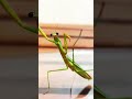 オオカマキリ 昆虫 insect カブトムシ＃カマキリ