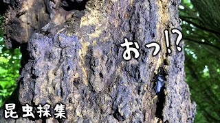 ついにクワガタ発見か！？いよいよ昆虫採集シーズン開幕っす！（くろねこチャンネル）