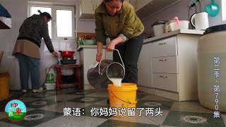 第二季（790）草原人家新添小牛犊，牛妈妈差点瘫痪，现代牧民怎么挤牛奶？