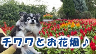 【お花畑】千葉の清水公園の花ファンタジアへ行って来ました♪♪(^_^)【清水公園】I went to Flower Fantasia in Shimizu Park in Chiba♪