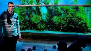 The World's Most Famous Planted Tank: Takashi Amano's Home Aquarium In Japan (vl