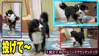 【バーニーズ】投げて〜＃ペットボトルで遊ぶ犬＃室内遊び＃犬の遊び＃1歳2ヶ月