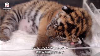 【90秒情報】絶滅危惧種、華南トラの雌の双子が誕生！