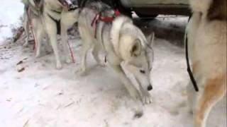 Dogs 101 Siberian husky