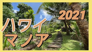 【ハワイ】ハワイの隠れスポット　マノアにある植物園【４K】