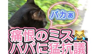 【お喋り猫】野良猫を無視したパパに猛抗議！まるで魔女の宅急便「ジジ」⁉️動画の森みたい⁉️