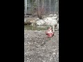 wolves eating a steer for lunch northern lights wildlife wolf centre rocky mountains canada