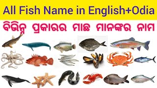 All Fish Name in English to Odia//Fish Name//ବିଭିନ୍ନ ପ୍ରକାରର ମାଛ ମାନଙ୍କର ନାମ...