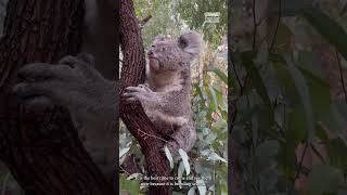 New koalas at Perth Zoo!