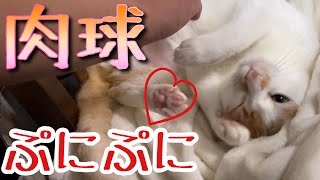 【かわいい】肉球をぷにぷにしたい主と我慢する猫【ちぃ猫】