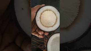 Pongu                        #coconuttree#coconutoil#foods coconut