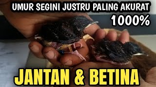 PERBEDAAN MURAI BATU JANTAN & BETINA Anakan Umur 8 sampai 15 hari‼️