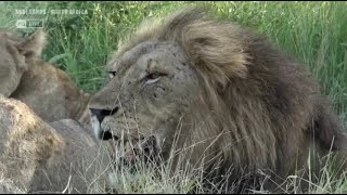 Wild Earth ~ Meet Dark Mane ~ Magnificent Male Lion