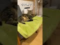 自分のことを人間だと思って眠る猫【アメショのほっけ】 猫 ねこ shorts