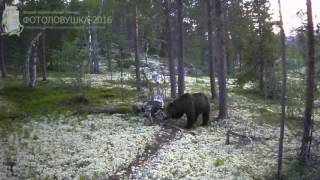 ID641/Лапландский заповедник/Хищники/Сяду покушаю