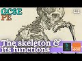 GCSE PE - THE SKELETON & ITS FUNCTIONS - Anatomy and Physiology (Skeletal and Muscular System - 1.1)