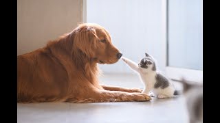 【面白い動画】笑わない人がいないだろう・１０分間腹が痛いほど爆笑する犬, 猫,動物のおもしろハプニング #7