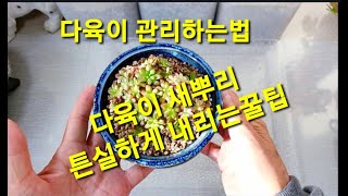 다육이 새뿌리 튼실하게 내리는 방법? 리톱스 발하후 관리하는팁?(succulent, 多肉植物)