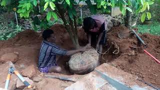 പറിച്ചു നടൽ/ Transplanting/Tree Relocation / Tree transplantation in Ponnani Malappuram Kerala India