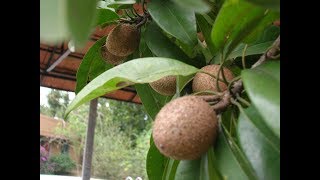 Health Benefits of Chikoo or Sapodilla Fruit