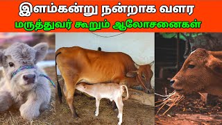 இளம் கன்று ஆரோக்கியமாக வளர மருத்துவர் கூறும் ஆலோசனைகள் - Magasool